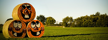 Three painted pumpkins round bales at Schuett Farms