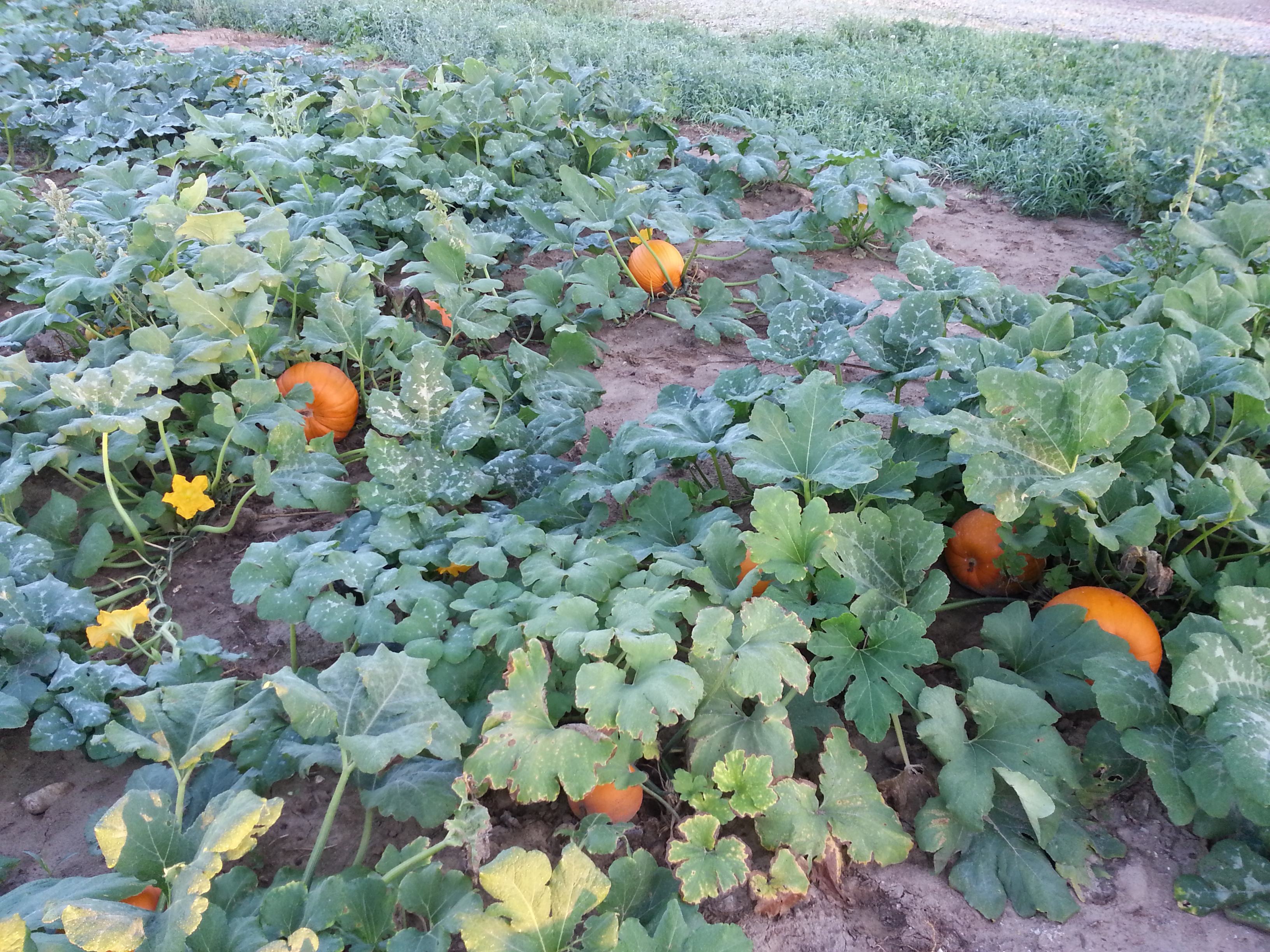pick your own pumpkins at schuett farm in Mukwonago WI