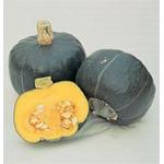 buttercup squash