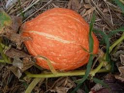 Golden Hubbard squash