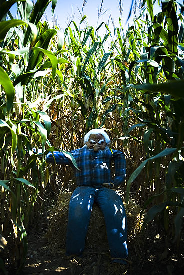 This is a picture of the best corn maze in Wisconsin