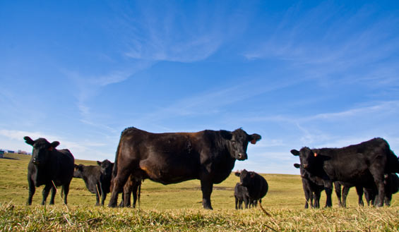 natural beef at Schuett Farms